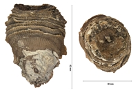 Cystiphyllums tenue
